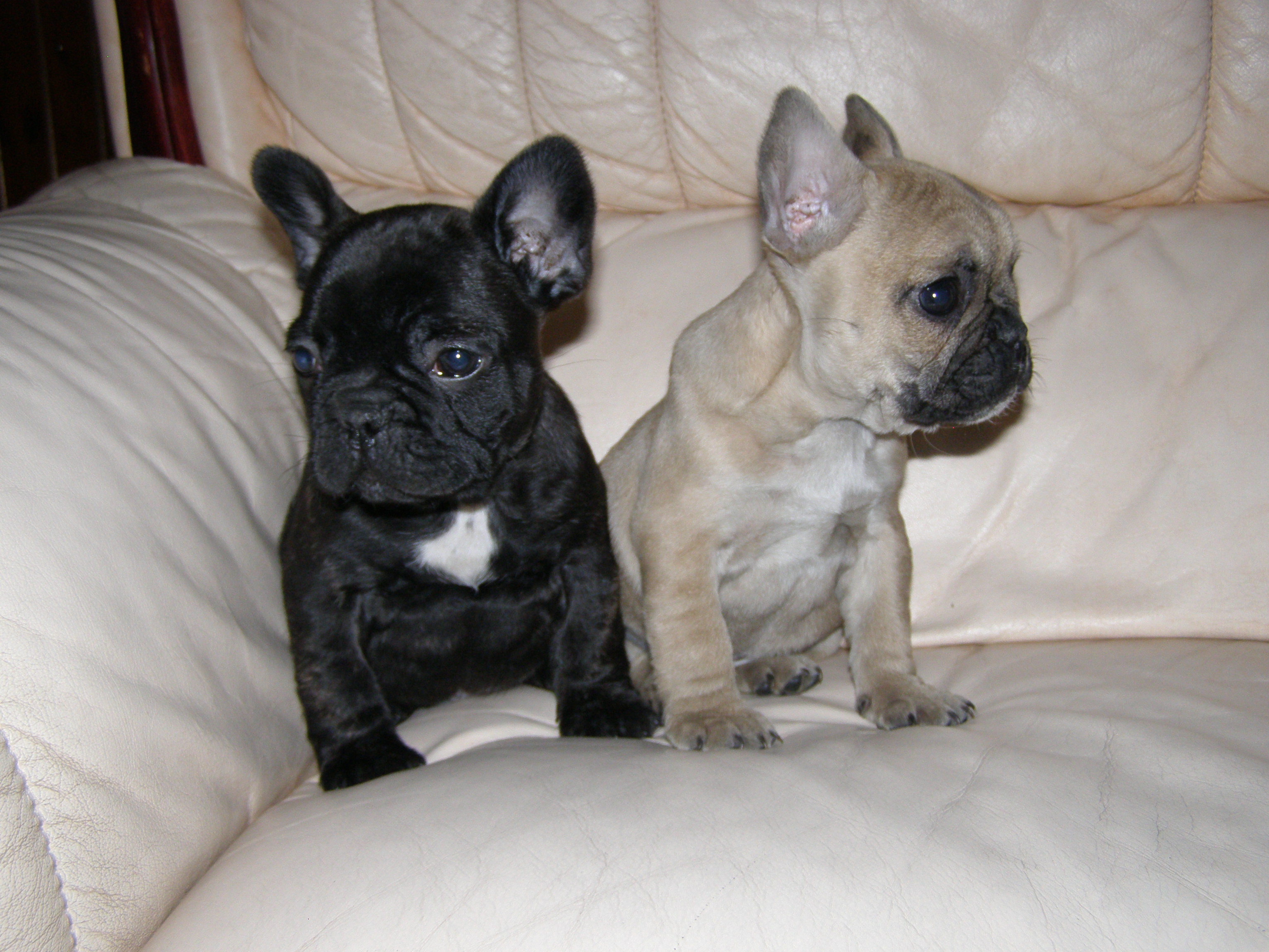 französische bulldogge tapete,hund,französische bulldogge,spielzeug bulldogge,schnauze,begleithund