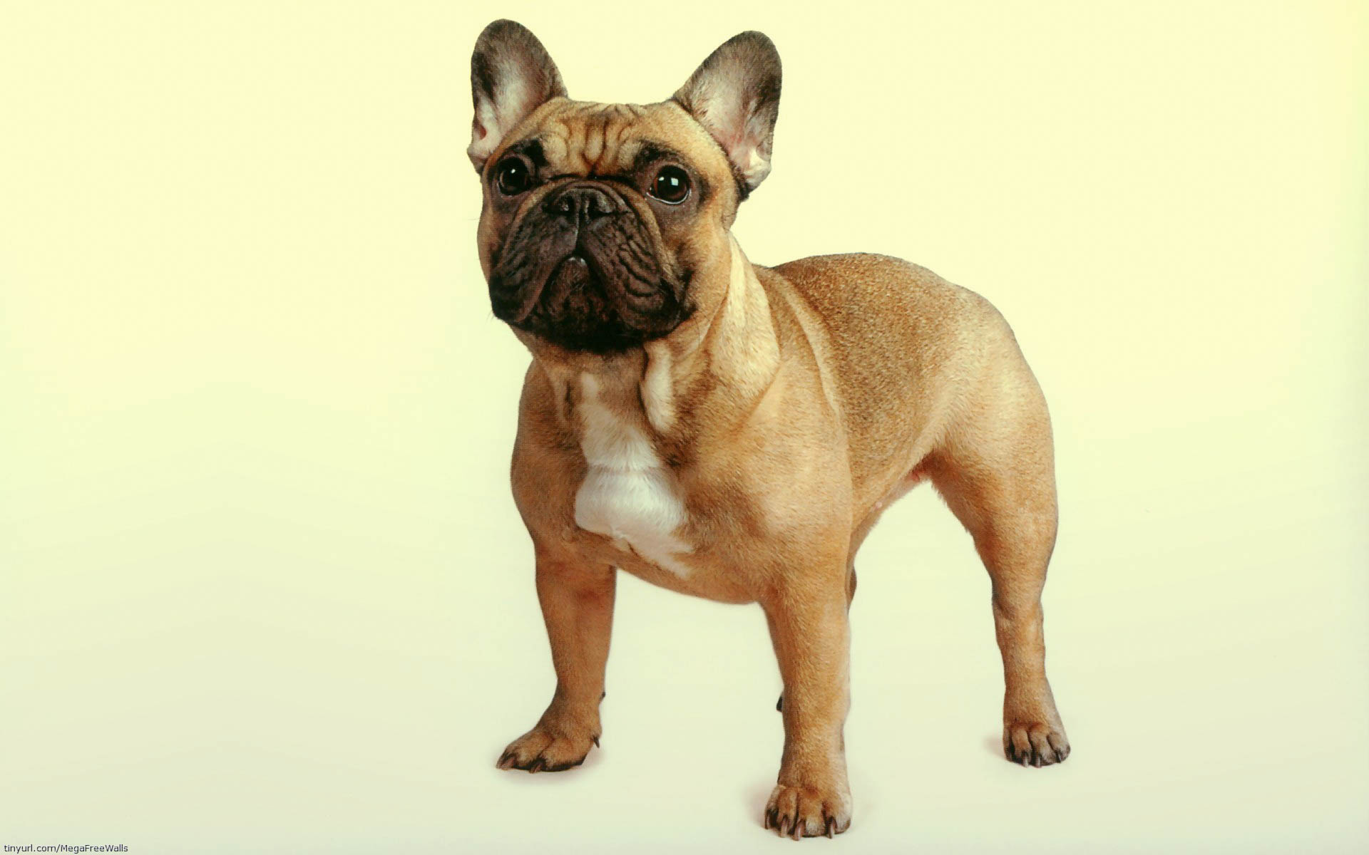 french bulldog wallpaper,dog,mammal,vertebrate,dog breed,canidae