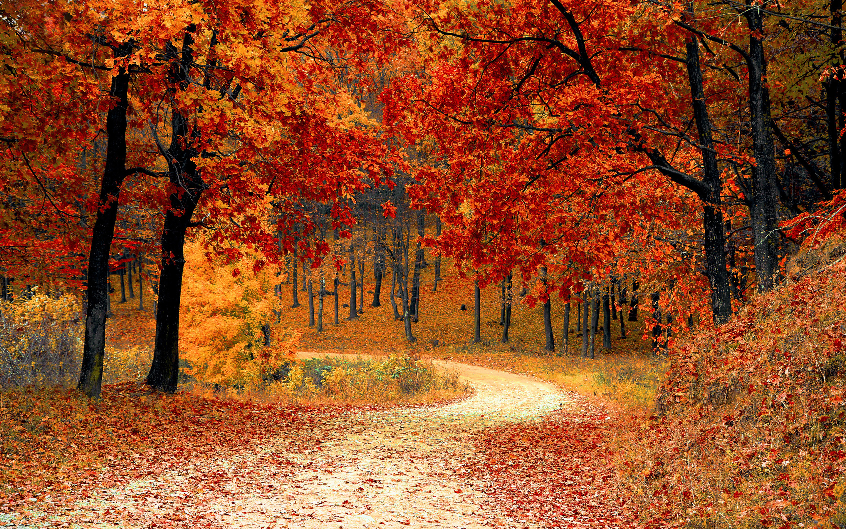 autumn wallpaper hd,tree,natural landscape,nature,leaf,autumn