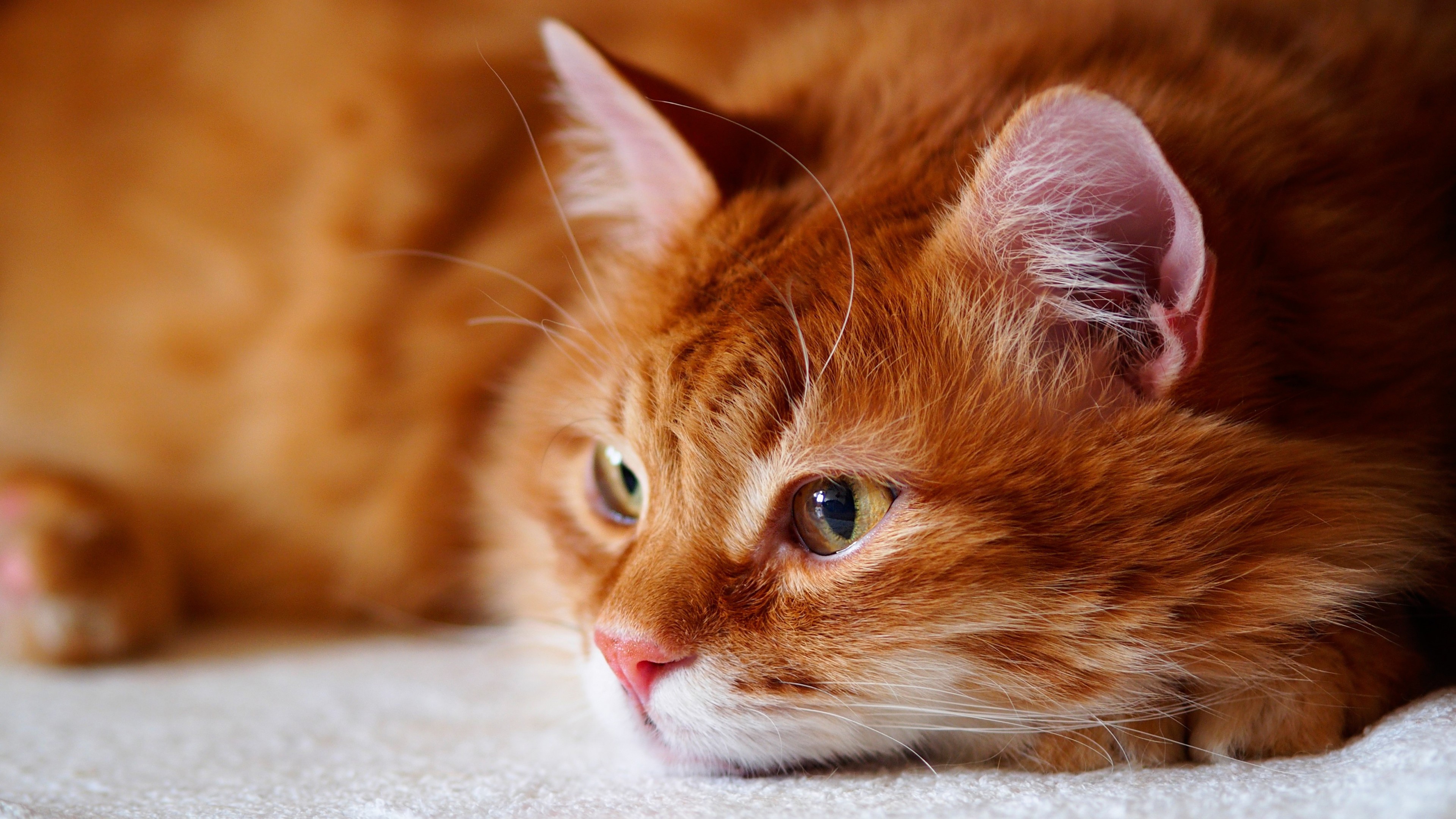 gatos wallpaper,cat,mammal,vertebrate,whiskers,small to medium sized cats