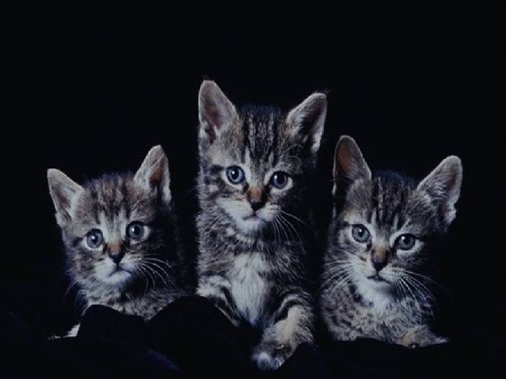 gatos wallpaper,katze,kleine bis mittelgroße katzen,felidae,schnurrhaare,getigerte katze