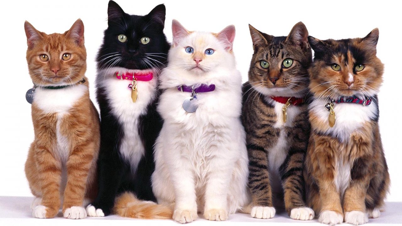 gatos wallpaper,cat,mammal,vertebrate,small to medium sized cats,felidae