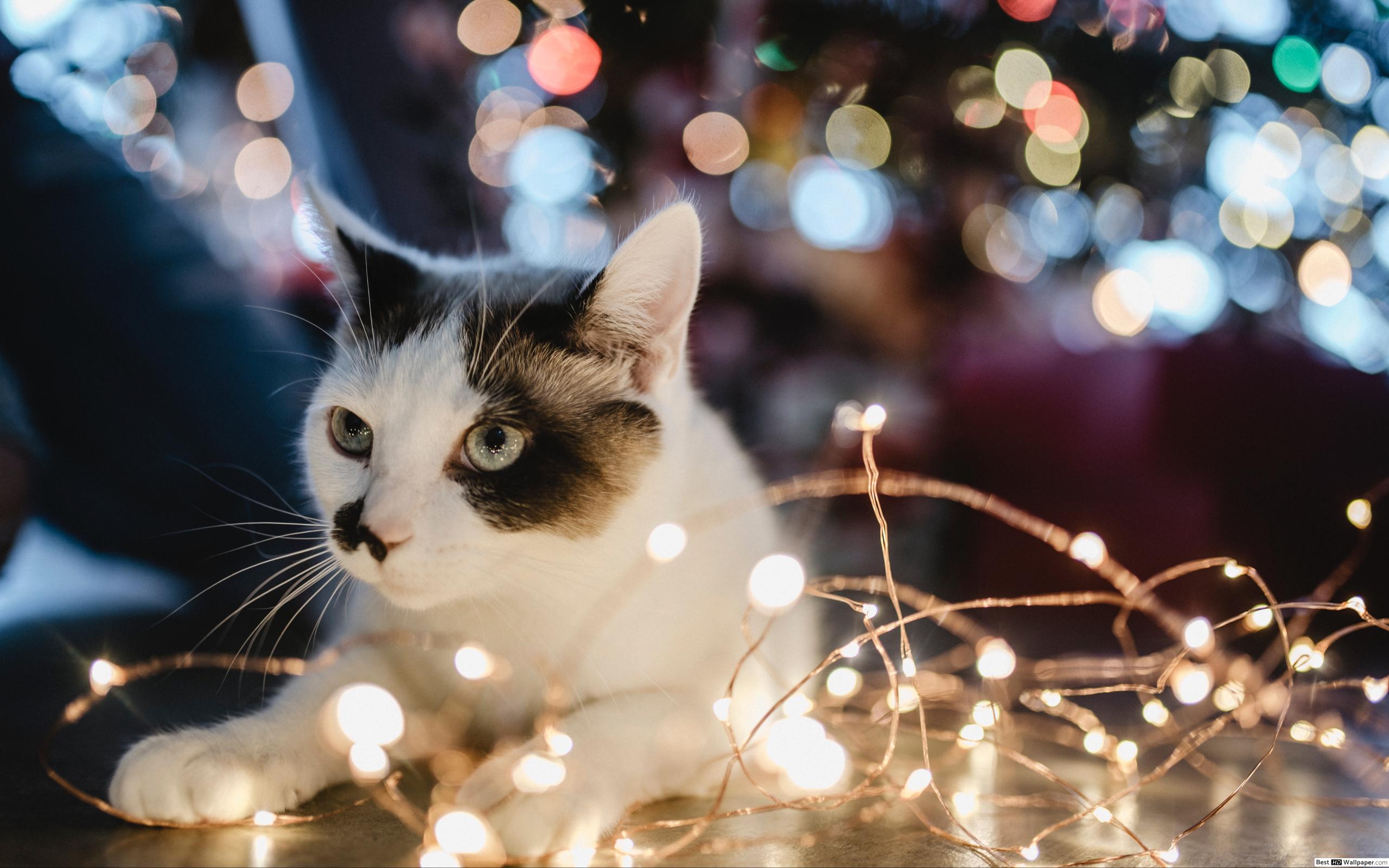 가토 스 벽지,고양이,구레나룻,중소형 고양이,felidae,나무