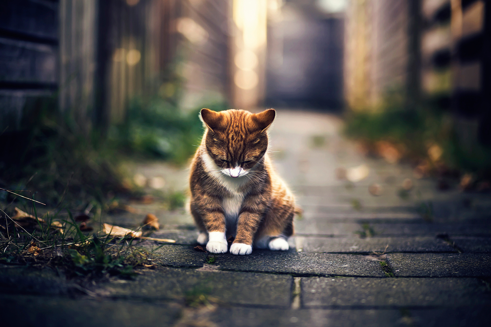 fond d'écran gatos,chat,moustaches,félidés,chats de petite à moyenne taille,museau