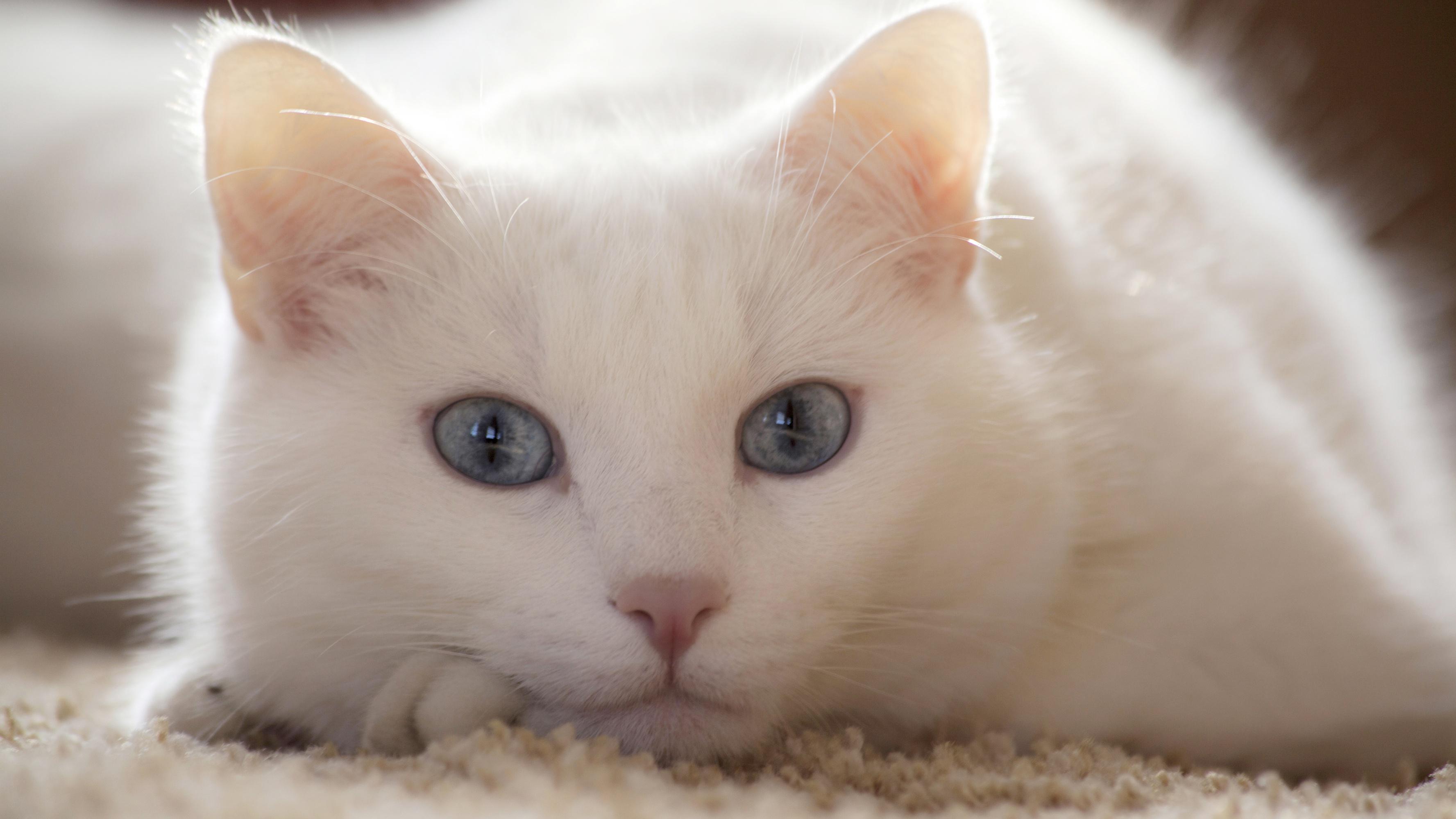 가토 스 벽지,고양이,중소형 고양이,구레나룻,felidae,카오 마니