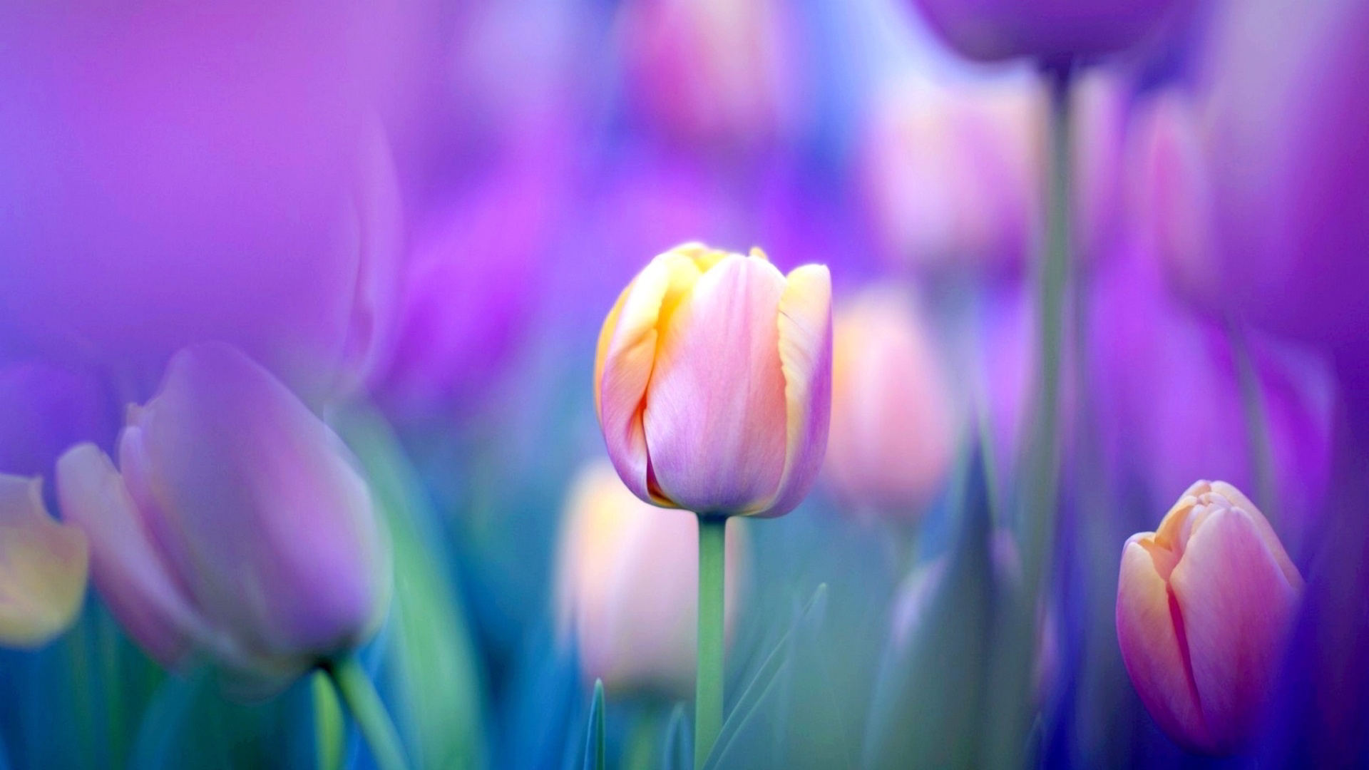 tulips flowers wallpapers,flowering plant,petal,flower,tulip,purple