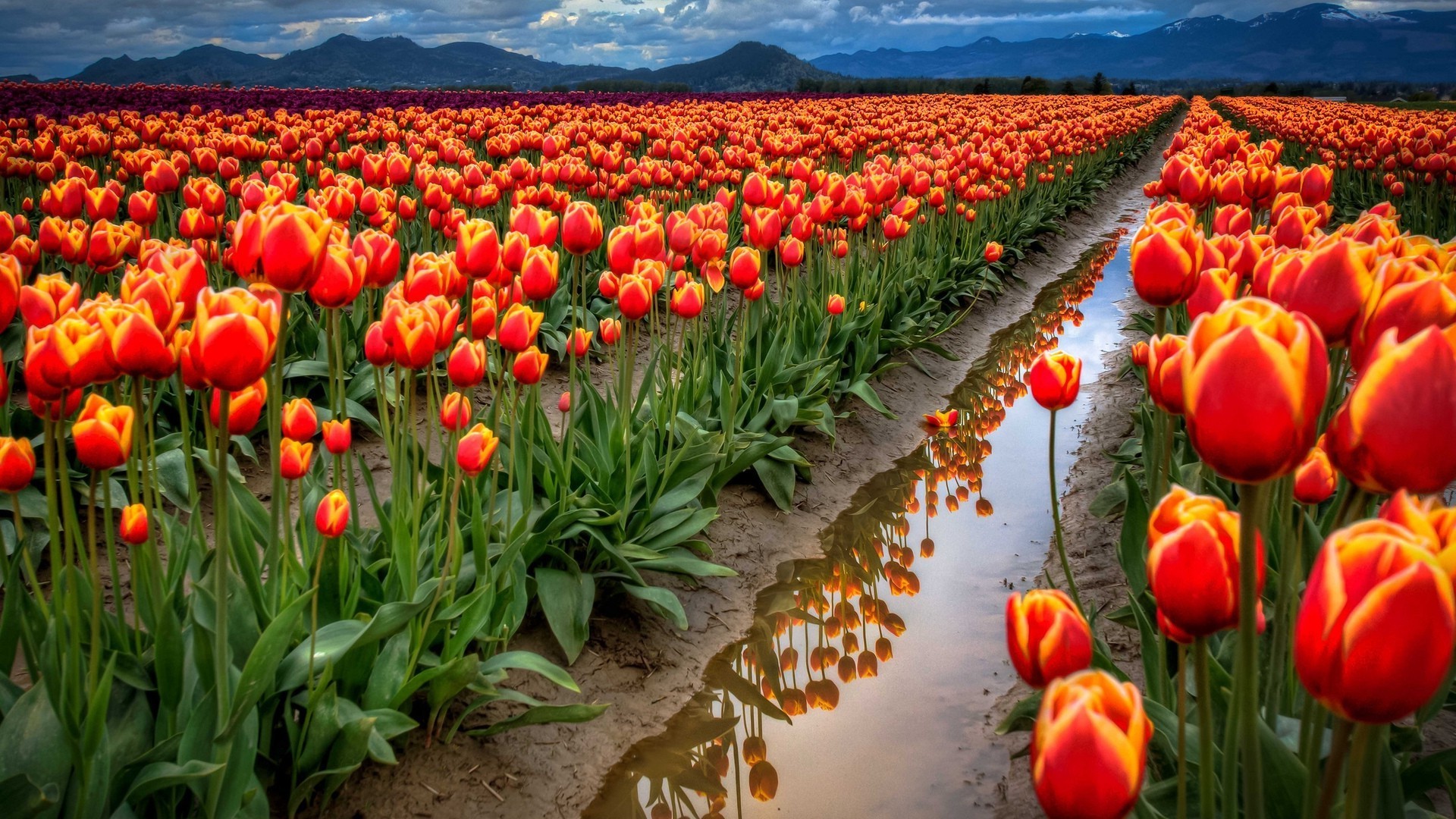 tulipanes flores fondos de pantalla,flor,campo,tulipán,planta,plantación