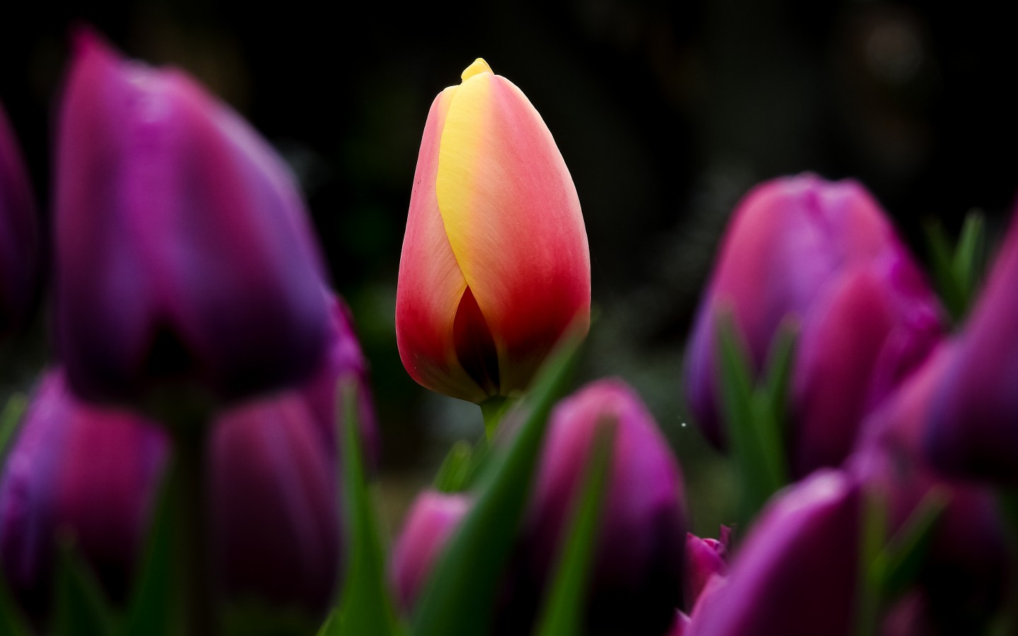 tulips flowers wallpapers,flower,flowering plant,petal,tulip,plant