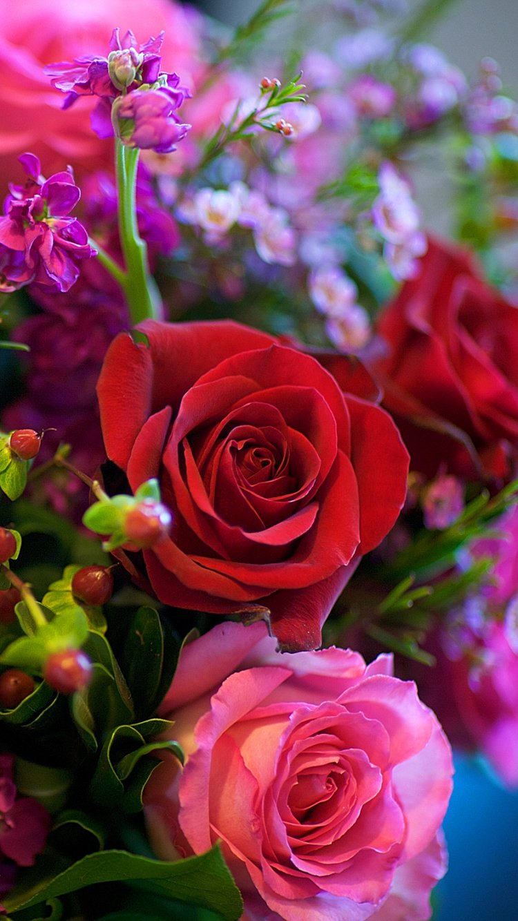 papel tapiz de flores para móviles,flor,planta floreciendo,rosas de jardín,rosa,rosado