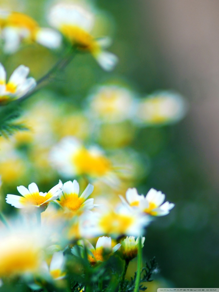 carta da parati a fiori per cellulare,fiore,natura,giallo,camomilla,margherita