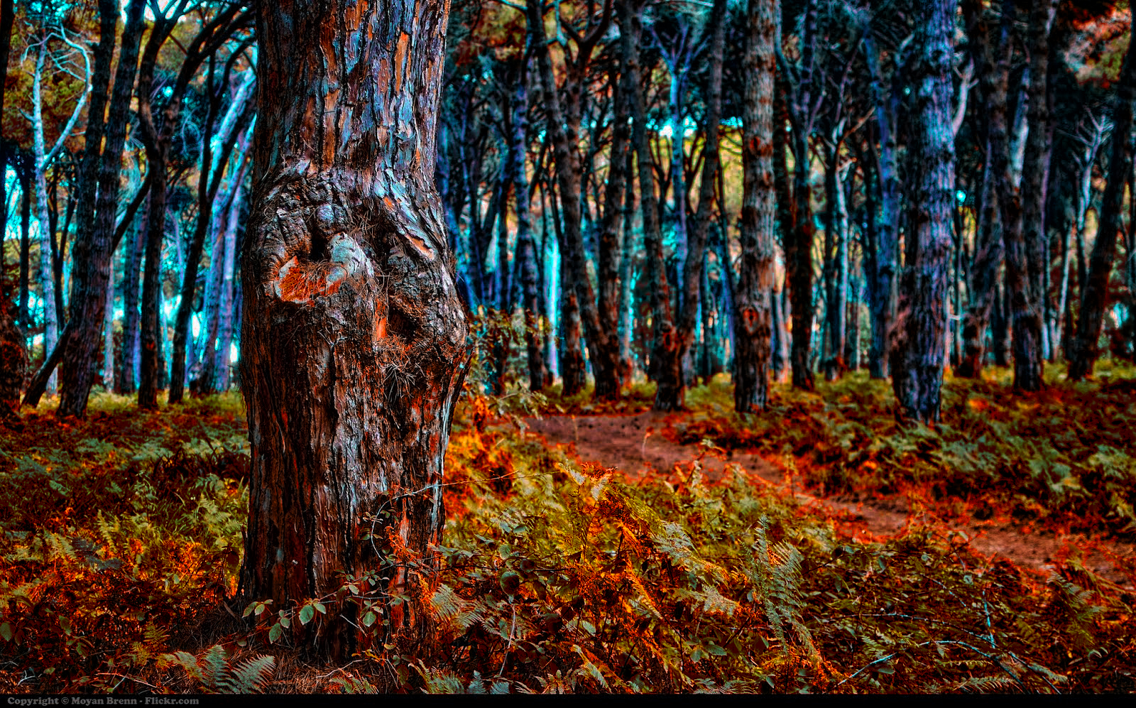 sfondo di fotoritocco,albero,natura,foresta,foresta di latifoglie nordiche,bosco