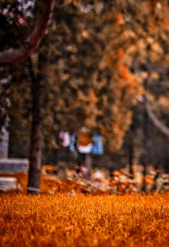 hintergrundbild der fotobearbeitung,natur,baum,blatt,natürliche landschaft,orange