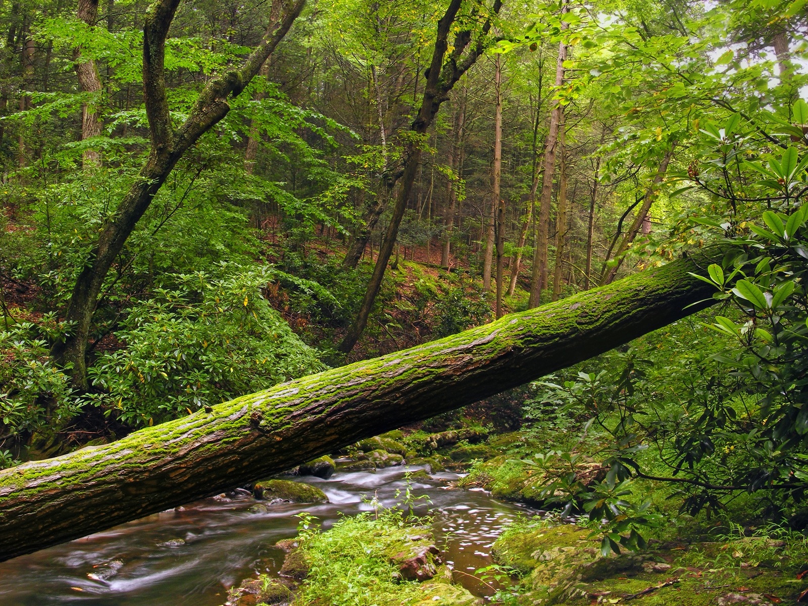 ボスケ壁紙,森林,自然の風景,古い成長林,木,自然