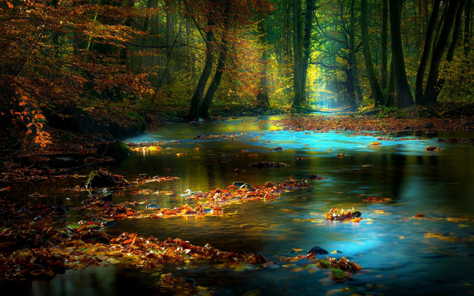 papier peint bosque,paysage naturel,la nature,l'eau,arbre,réflexion