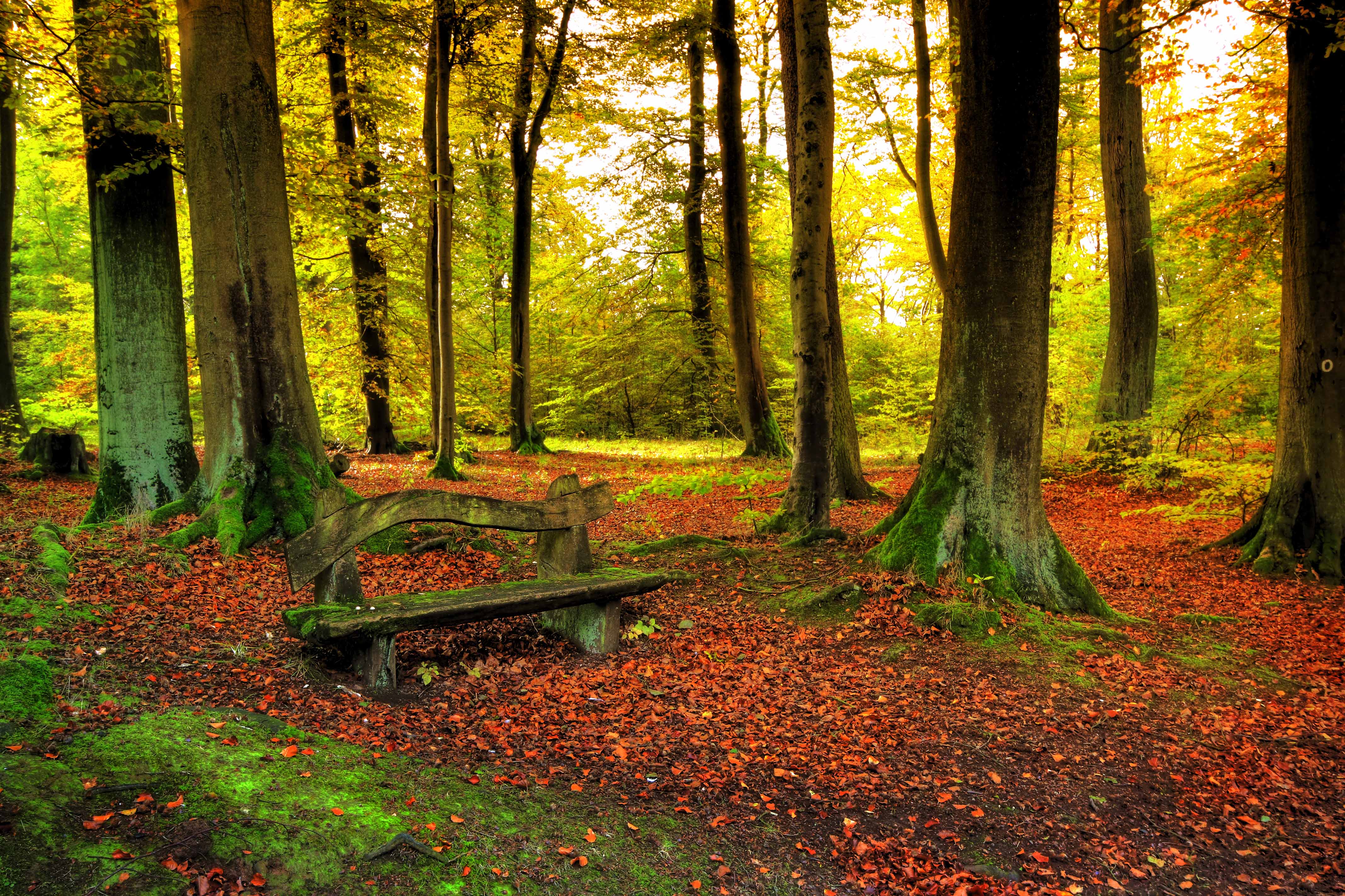 carta da parati bosque,paesaggio naturale,natura,albero,bosco,foresta