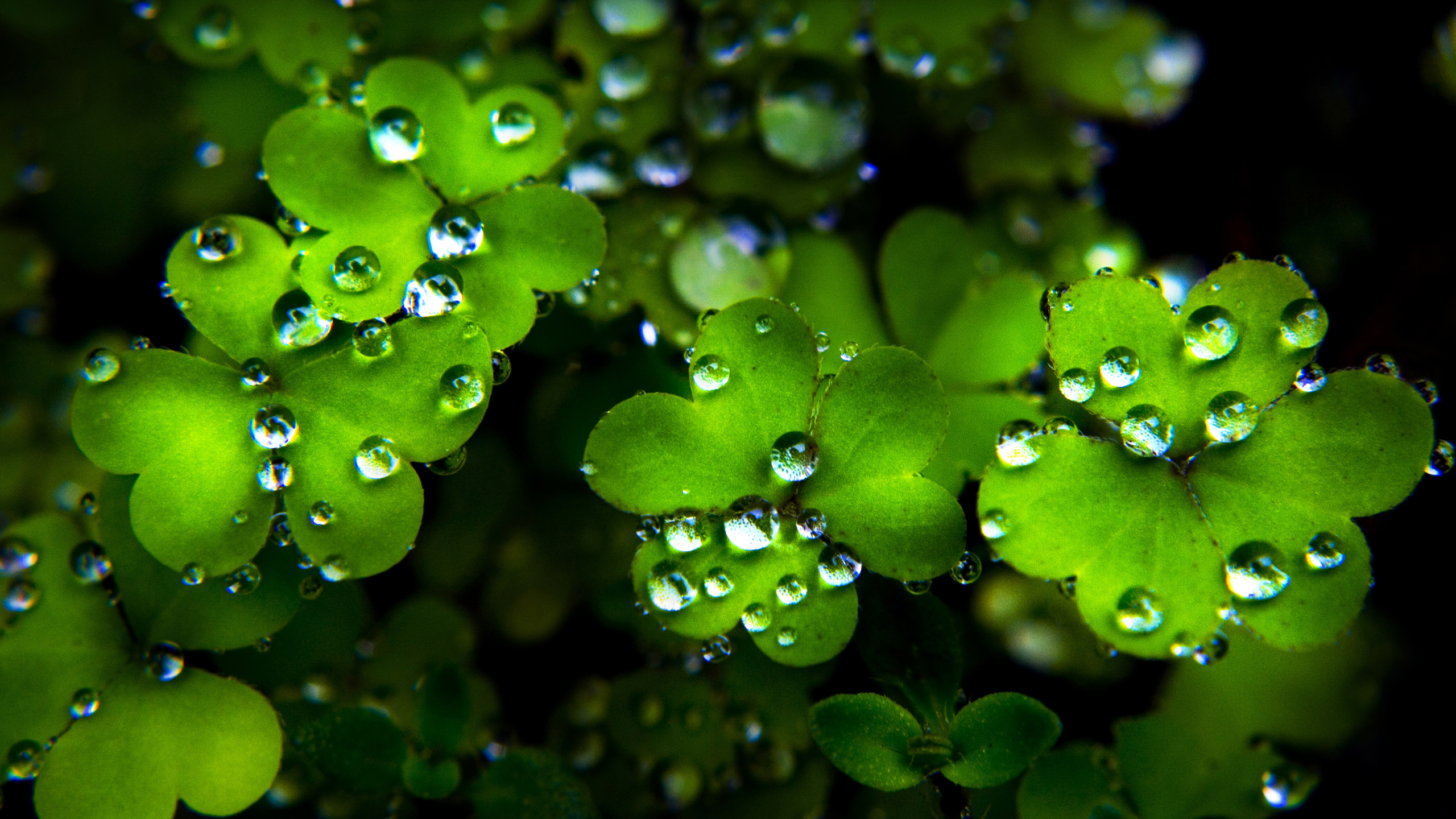 fond d'écran st patricks day,humidité,rosée,vert,l'eau,feuille