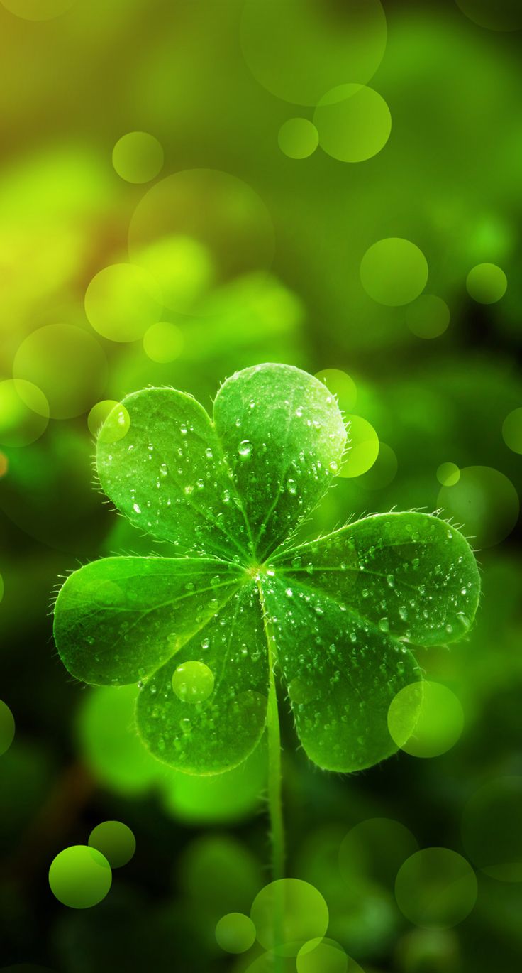 st patricks day wallpaper,green,leaf,water,nature,shamrock