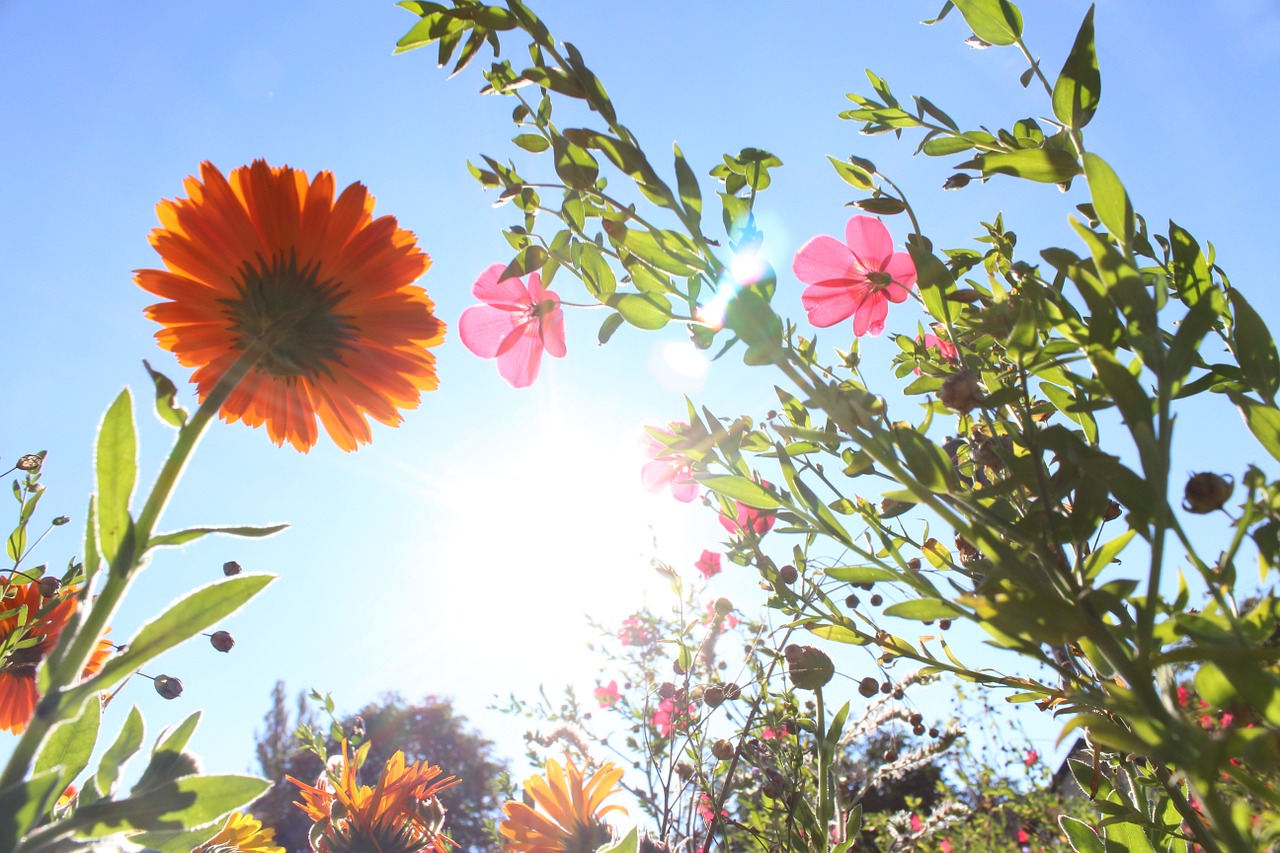 blumen wallpaper,flower,flowering plant,plant,sky,petal