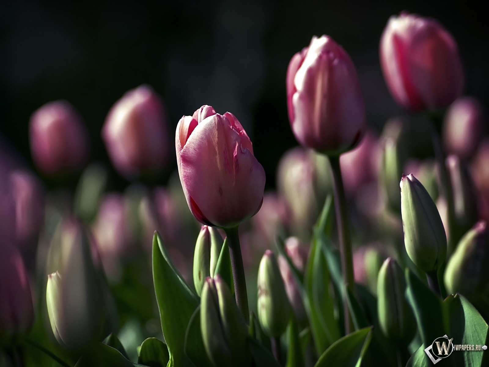 carta da parati blumen,fiore,pianta fiorita,petalo,pianta,tulipano