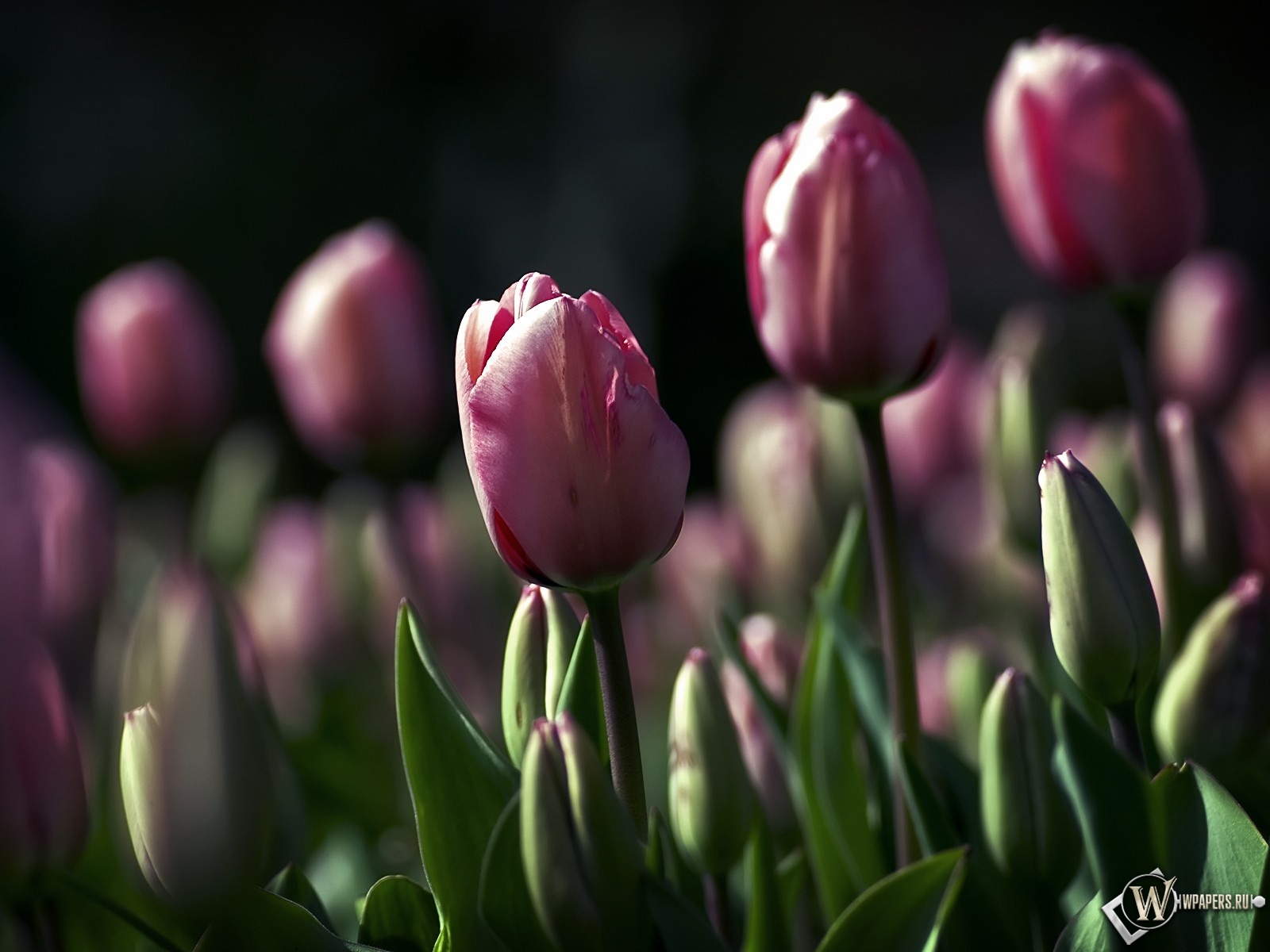 blumen wallpaper,flower,flowering plant,petal,plant,tulip