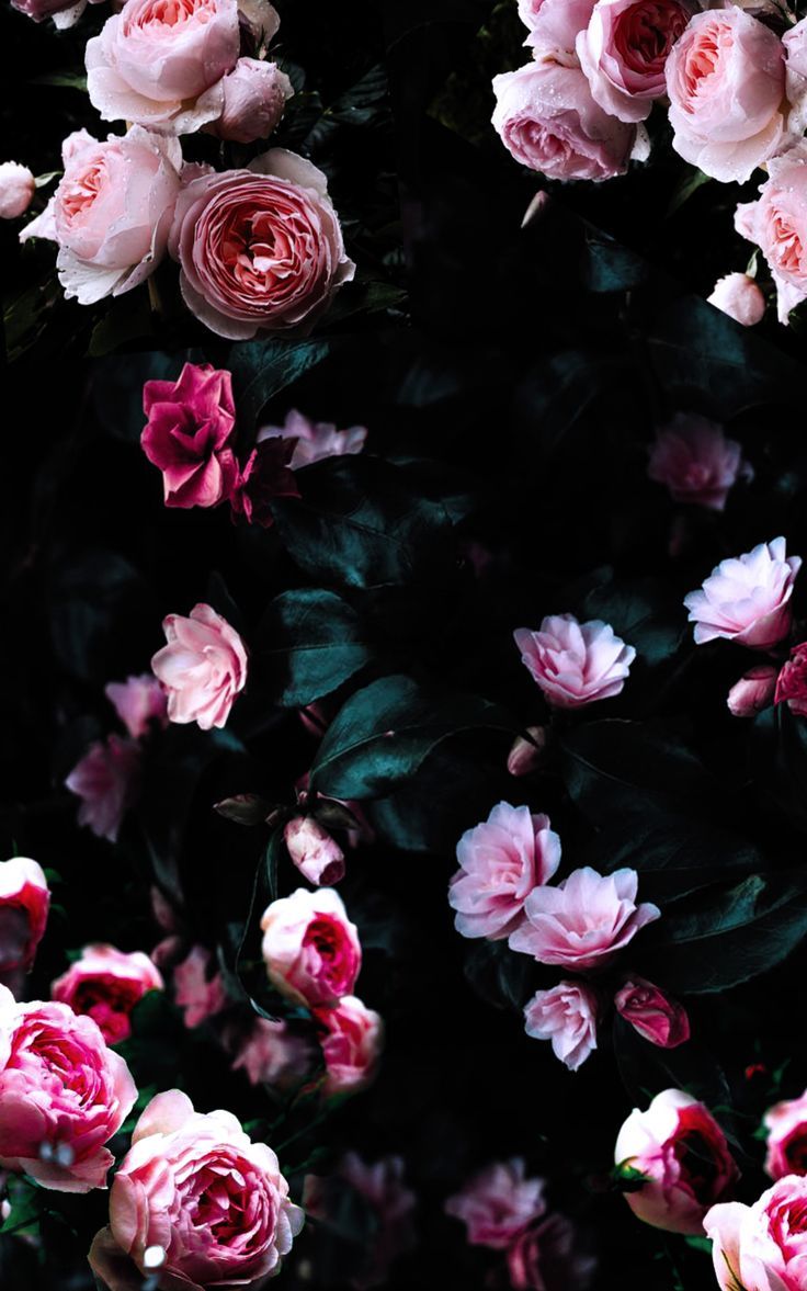 blumen wallpaper,pink,flower,petal,rose,plant