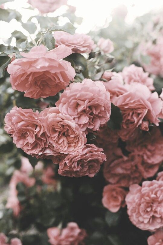 blumen wallpaper,flower,flowering plant,garden roses,pink,petal
