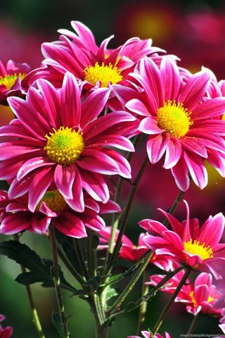 blumen wallpaper,flower,flowering plant,petal,plant,barberton daisy