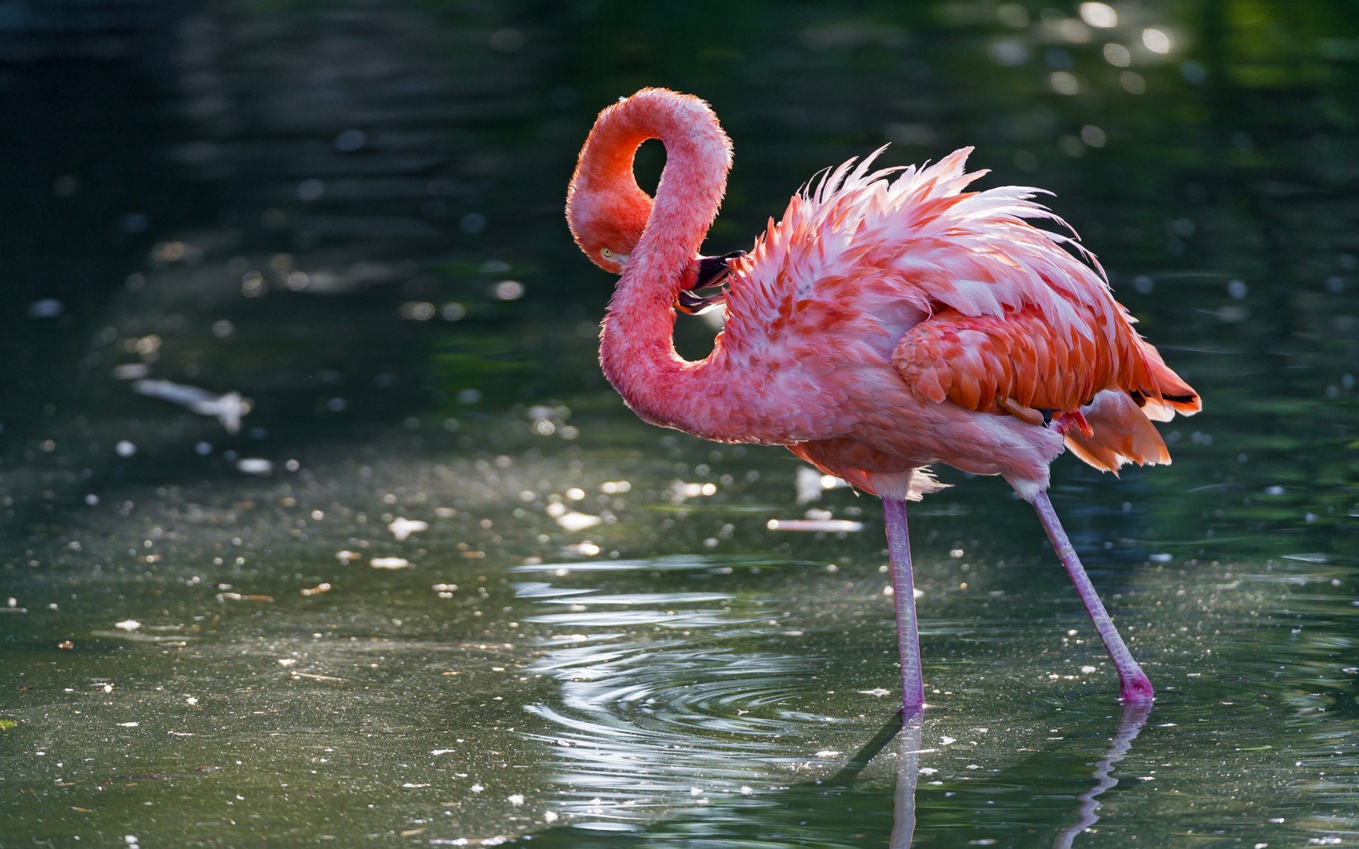 ピンクのフラミンゴの壁紙,鳥,オオフラミンゴ,フラミンゴ,水鳥,野生動物