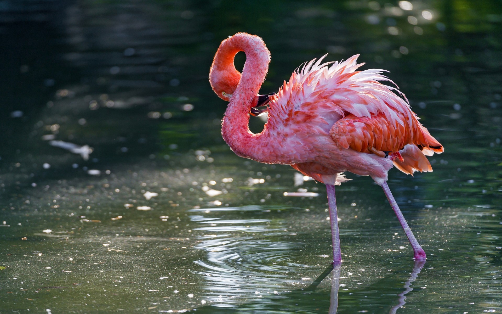 fond d'écran flamant rose,oiseau,flamant rose,flamant,oiseau d'eau,faune