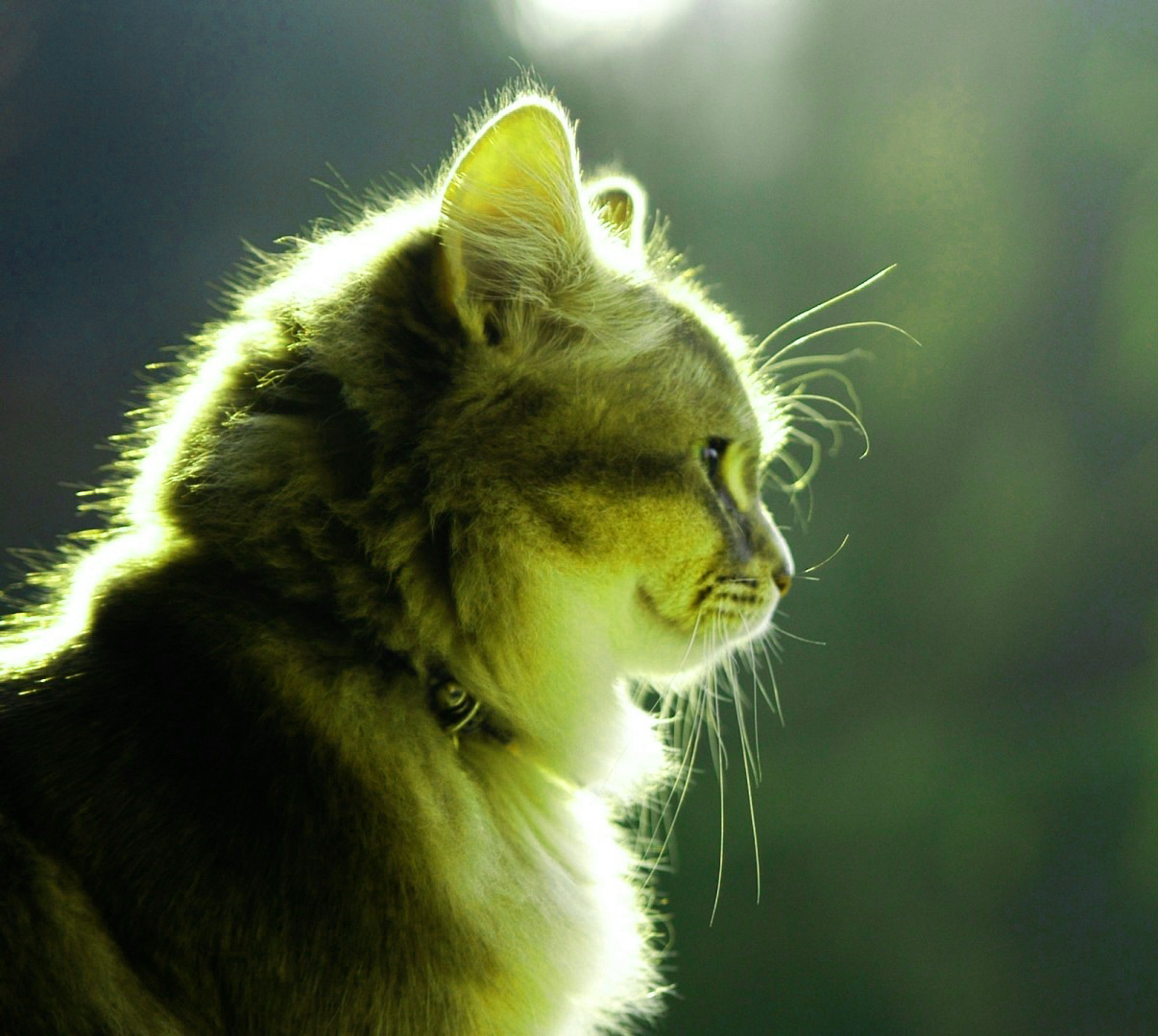 fondo de pantalla para el perfil de whatsapp,gato,felidae,bigotes,gatos pequeños a medianos,hocico