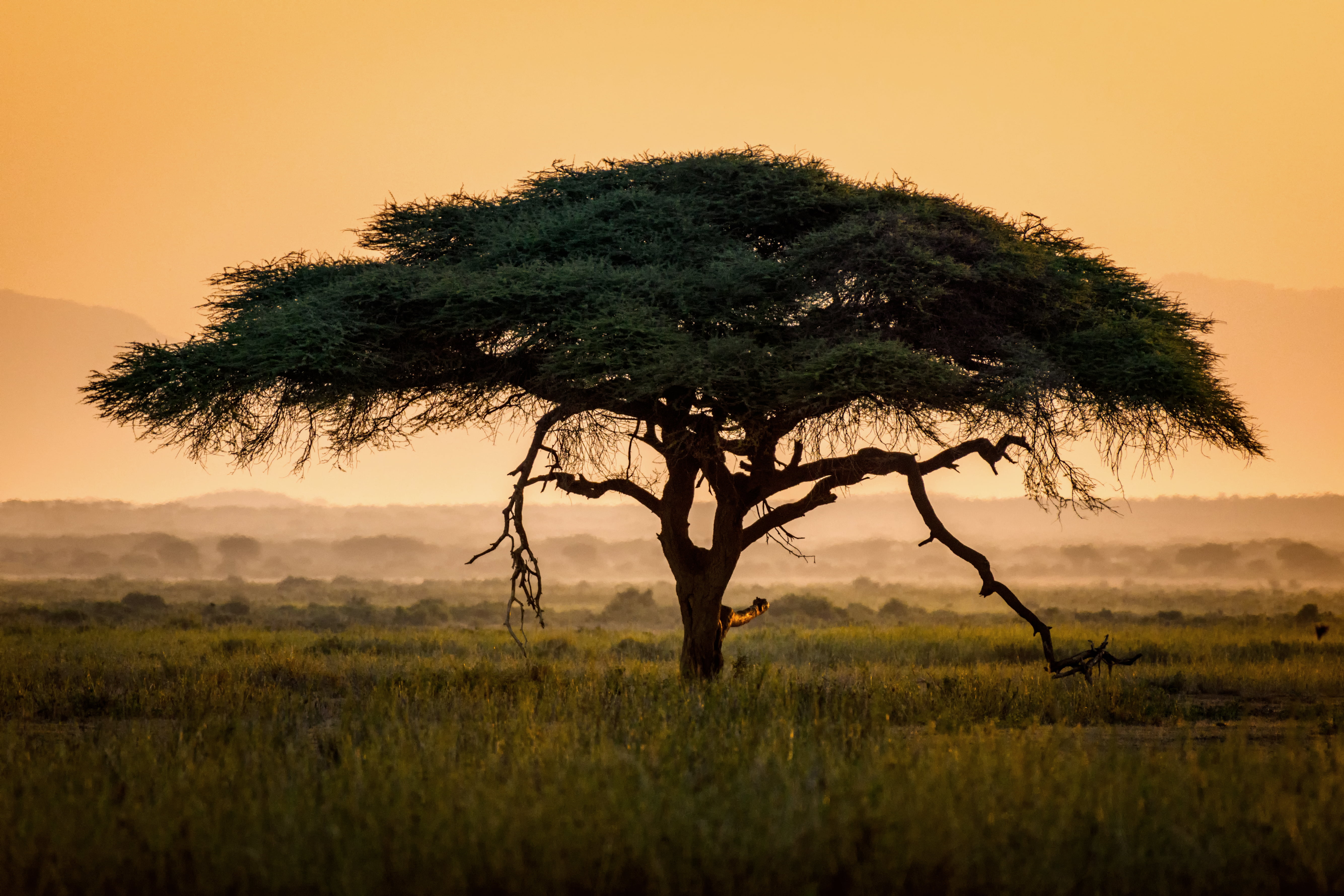벽지 케냐,대초원,나무,자연 경관,자연,목초지