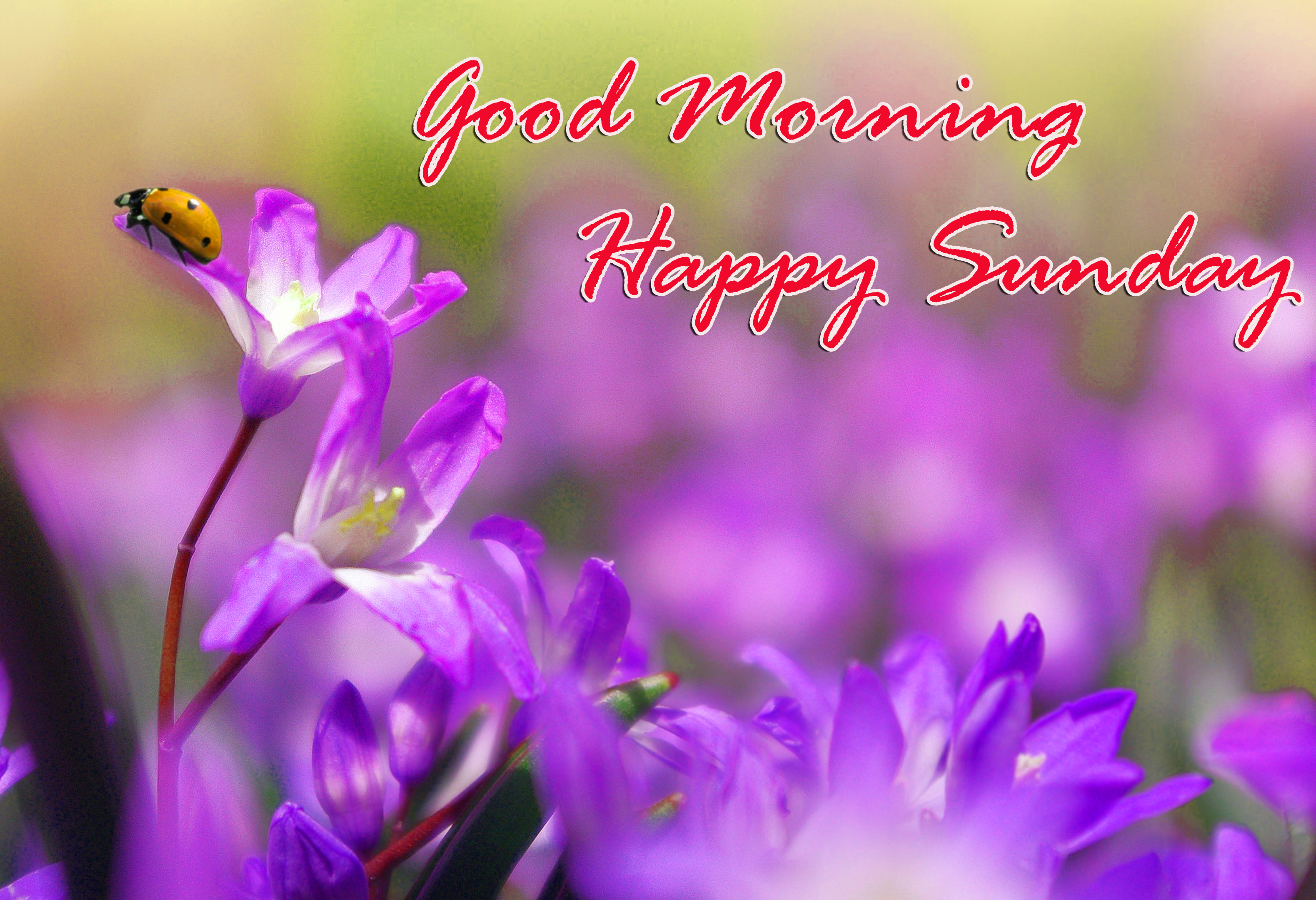 sunday good morning wallpaper,flowering plant,purple,flower,violet,petal