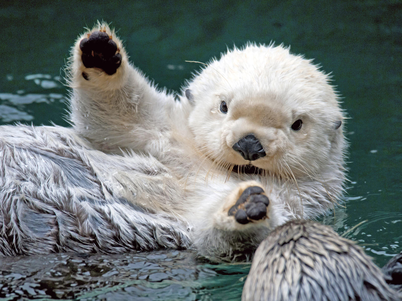 lustige tiertapeten,otter,eisbär,landtier,eisbär,seeotter