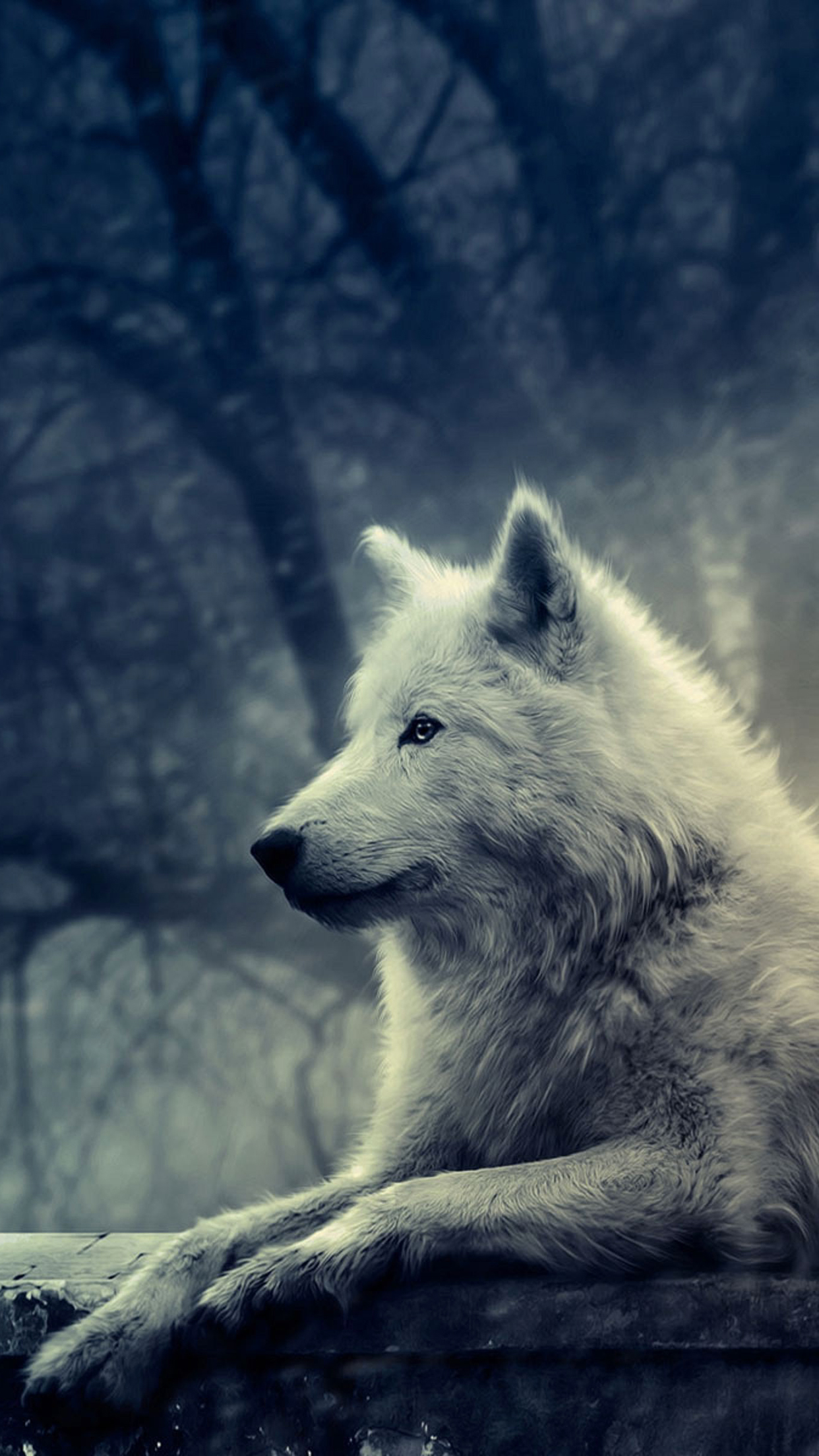papier peint loup blanc,canis lupus tundrarum,le renard arctique,faune,loup,ciel