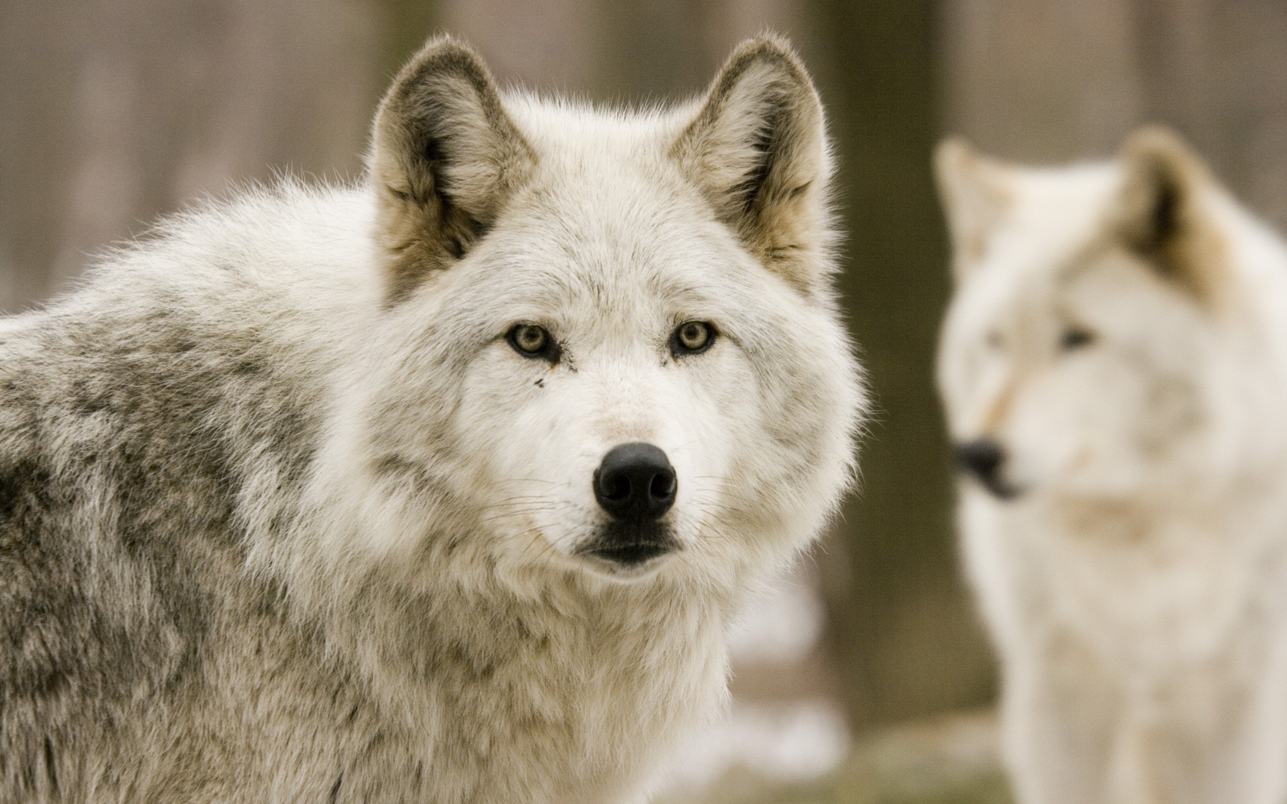 白狼の壁紙,カニスループスツンドララム,野生動物,狼,犬,狼犬