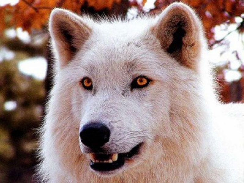 fondo de pantalla de lobo blanco,canis lupus tundrarum,perro,perro de groenlandia,fauna silvestre,lobo