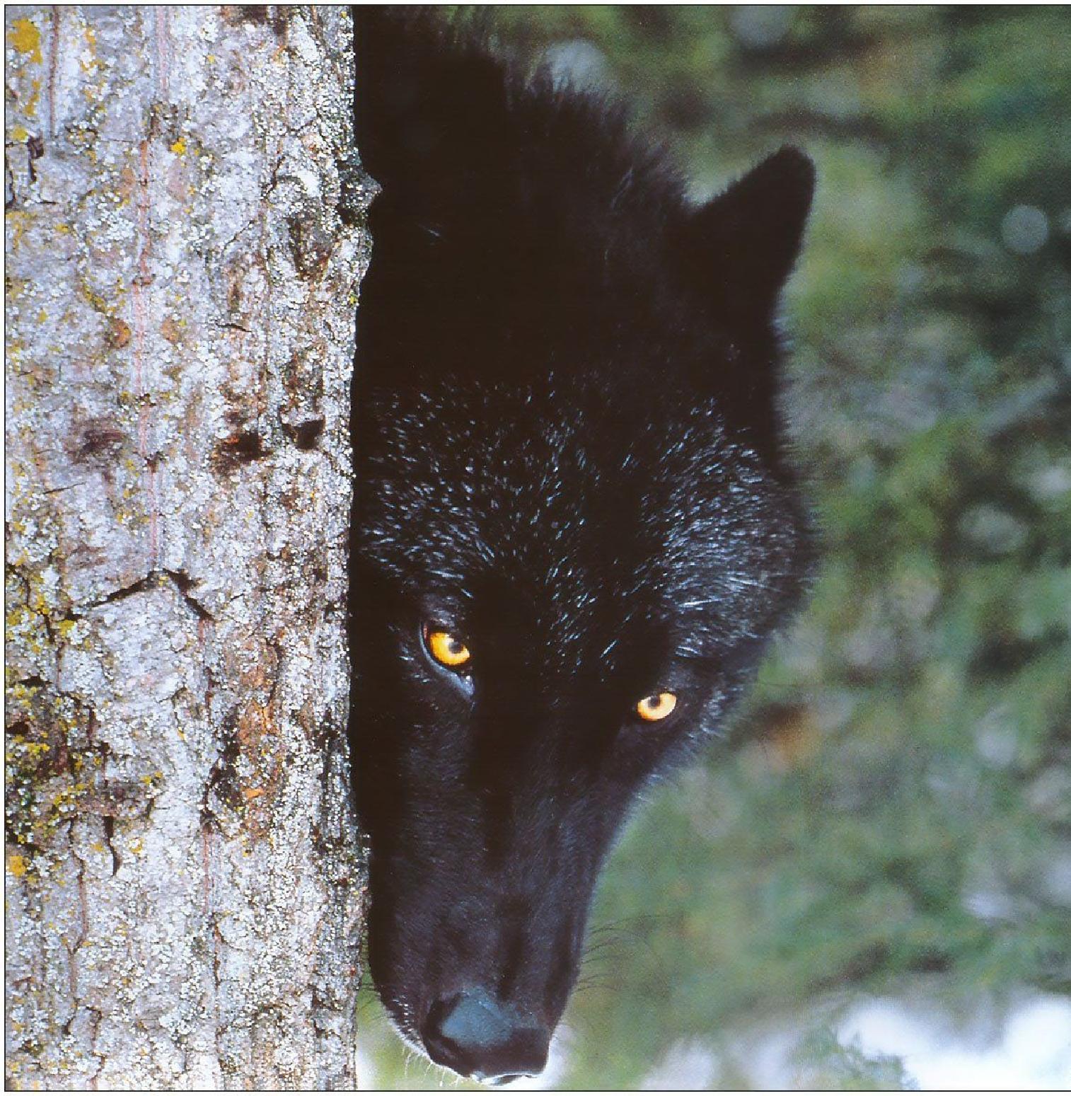 黒狼の壁紙,野生動物,陸生動物,鼻,狼