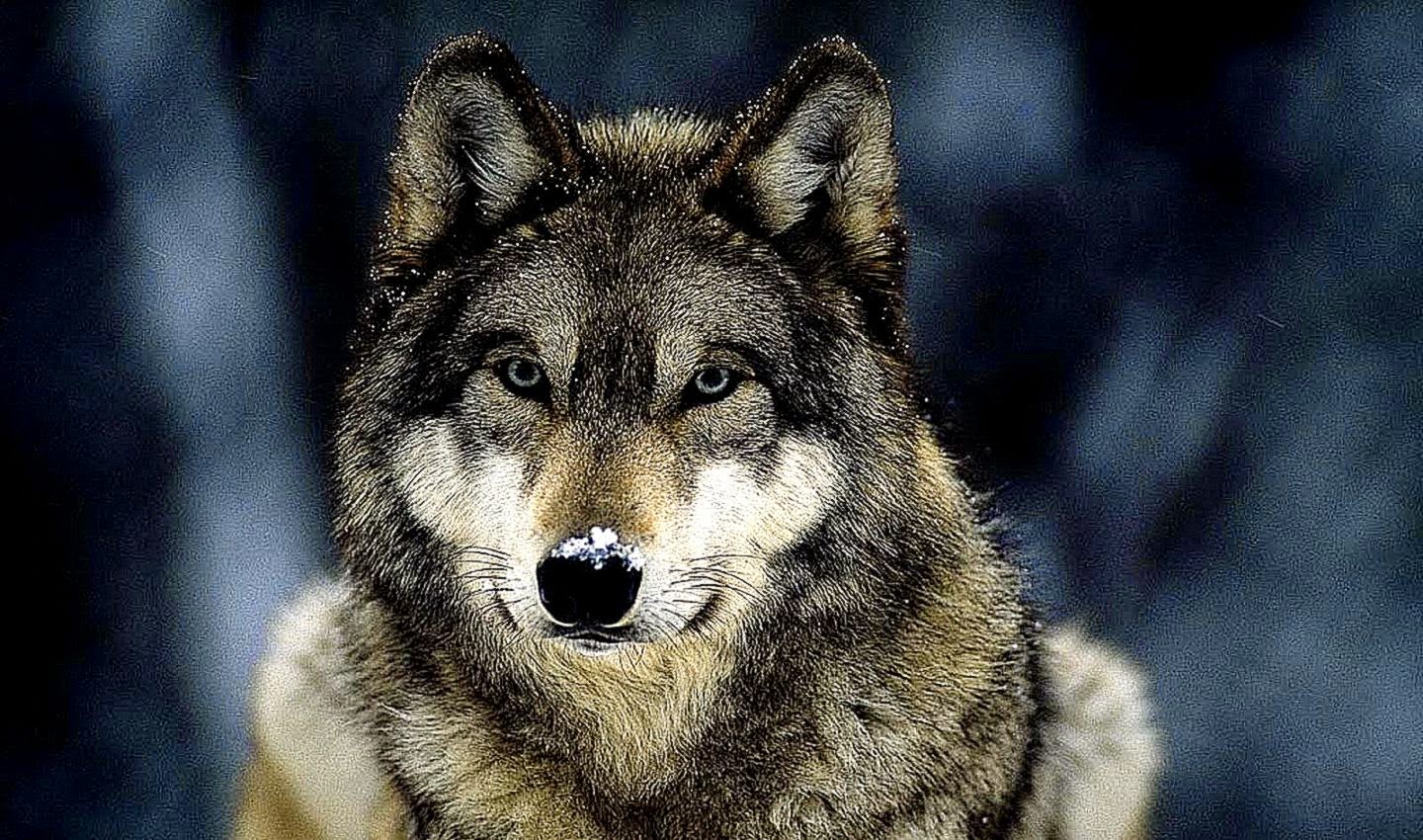 fondo de pantalla de lobo solitario,lobo,perro,perro lobo,canis lupus tundrarum,perro lobo checoslovaco