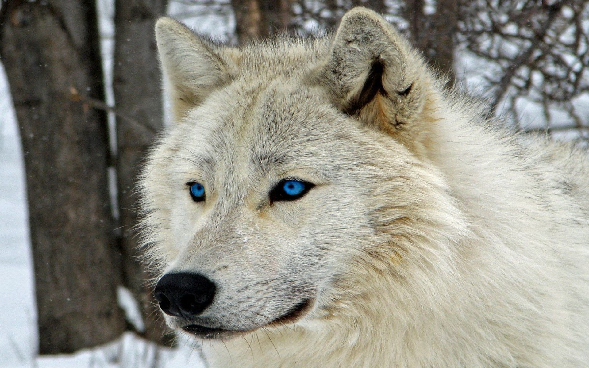 fond d'écran loup solitaire,chien,canis lupus tundrarum,chien du groenland,chien loup tchécoslovaque,loup chien