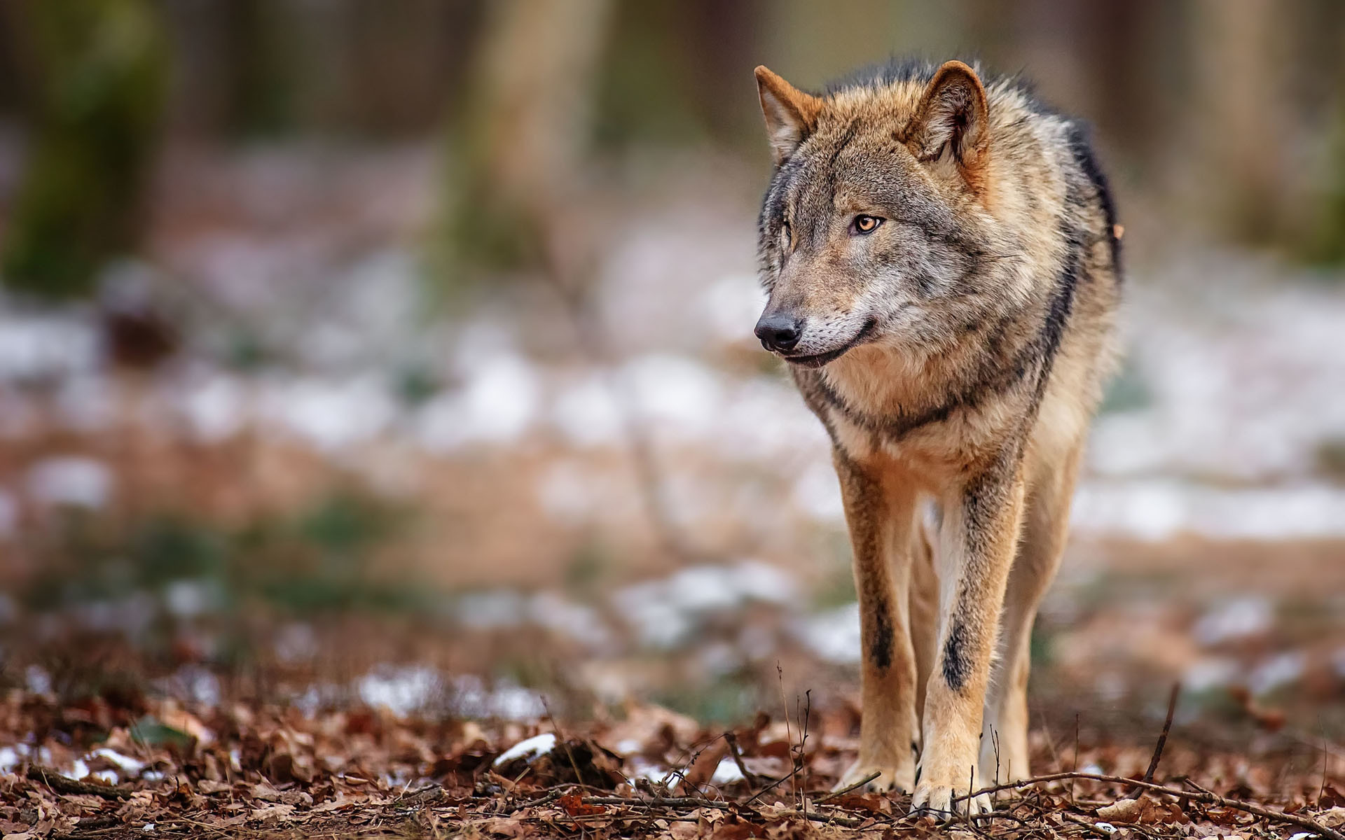 孤独なオオカミの壁紙,野生動物,レッドウルフ,コヨーテ,陸生動物,狼