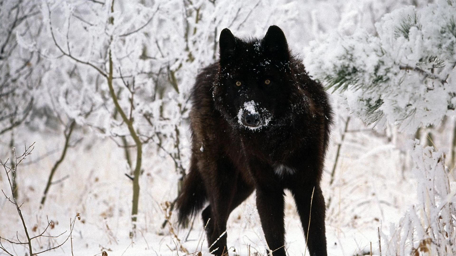 fond d'écran loup solitaire,chien,schipperke,loup,sakhalin husky