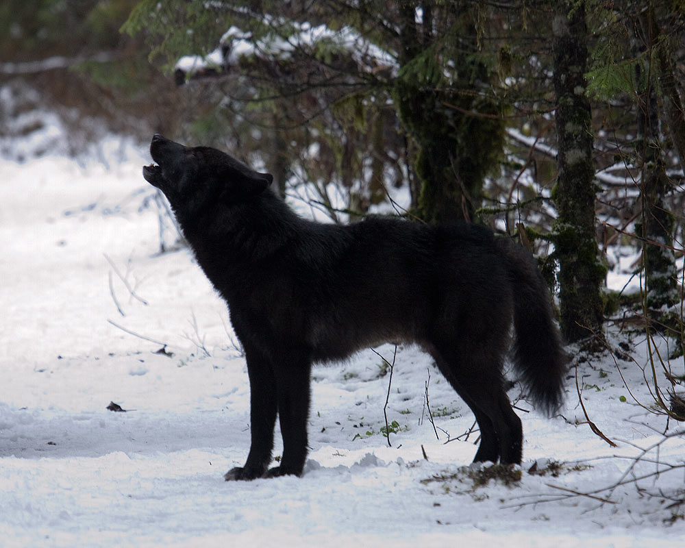 papier peint loup 3d,chien,groupe sportif,loup