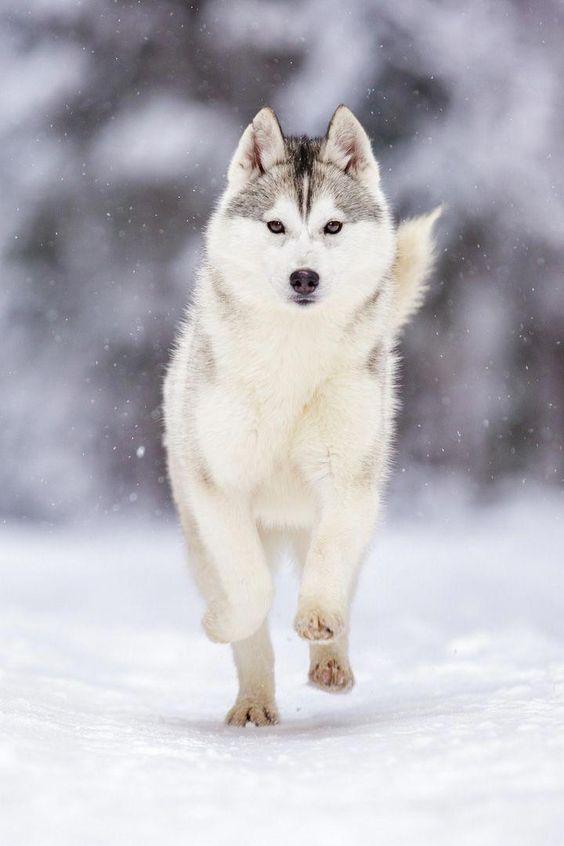 wallpaper serigala,dog,mammal,vertebrate,canidae,siberian husky