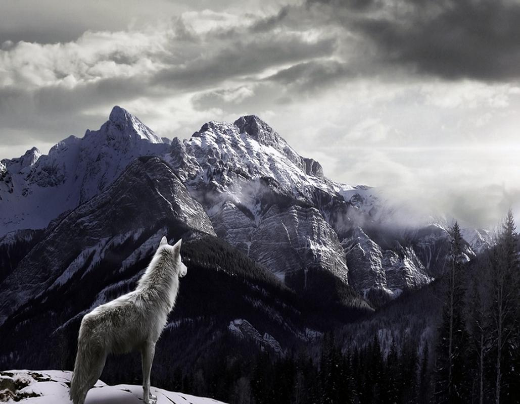 fondo de pantalla serigala,naturaleza,montaña,cordillera,cielo,fauna silvestre