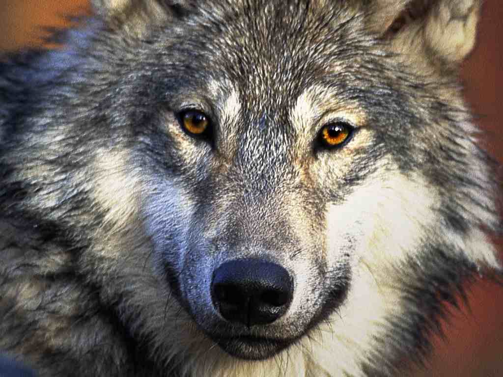 tapete serigala,wolf,hund,saarloos wolfshund,tschechoslowakischer wolfshund,wolfshund