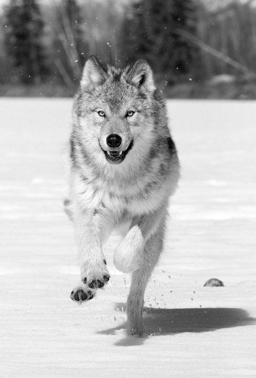 fondo de pantalla serigala,perro,lobo,perro lobo checoslovaco,perro lobo,canis lupus tundrarum