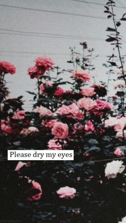 bts tumblr壁紙,花,開花植物,工場,庭のバラ,ピンク
