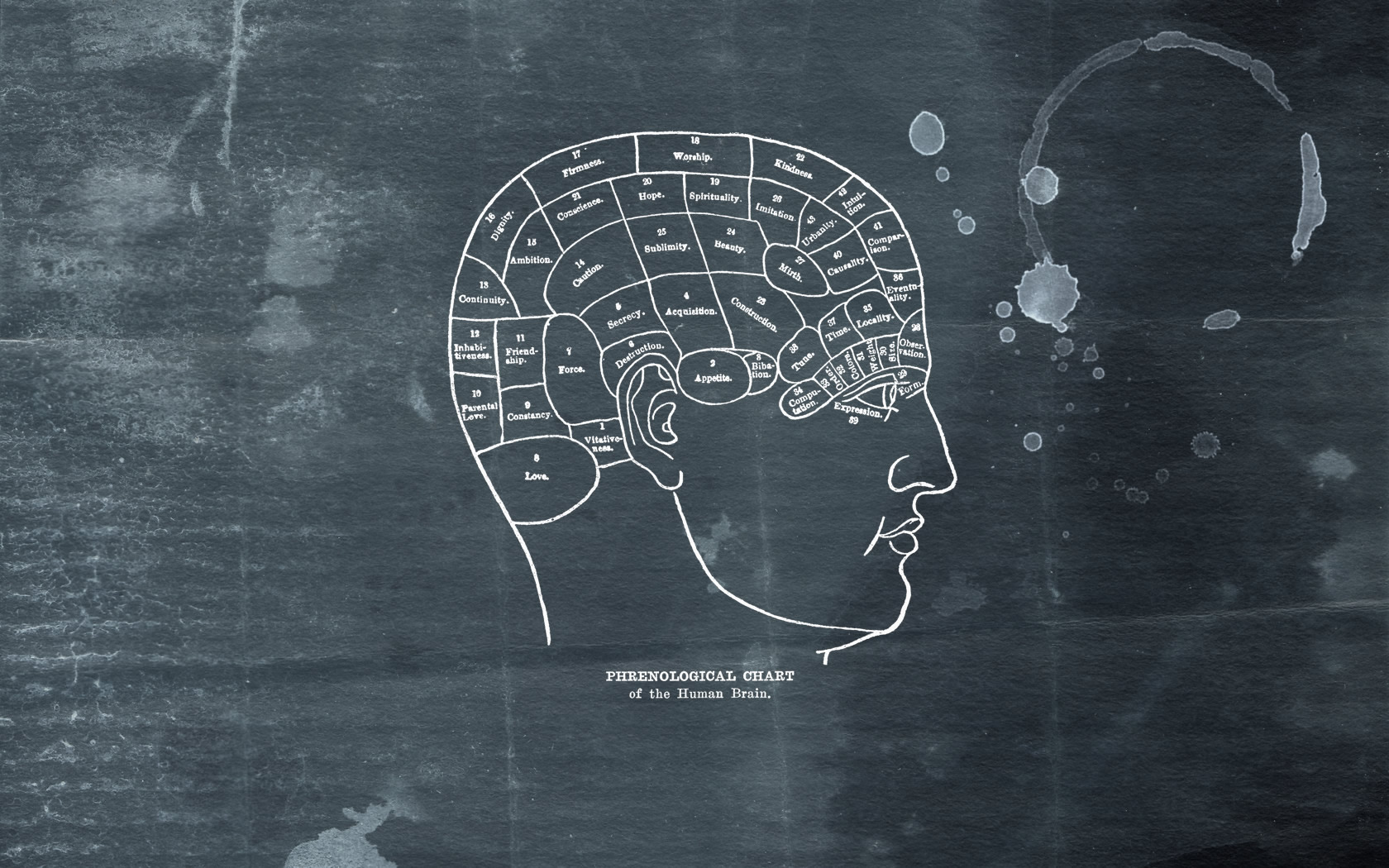 psychology wallpaper,blackboard,head,illustration,organism,brain