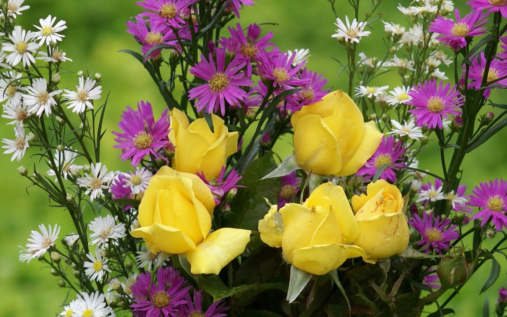 les plus beaux fonds d'écran de fleurs,fleur,plante à fleurs,plante,pétale,fleurs sauvages