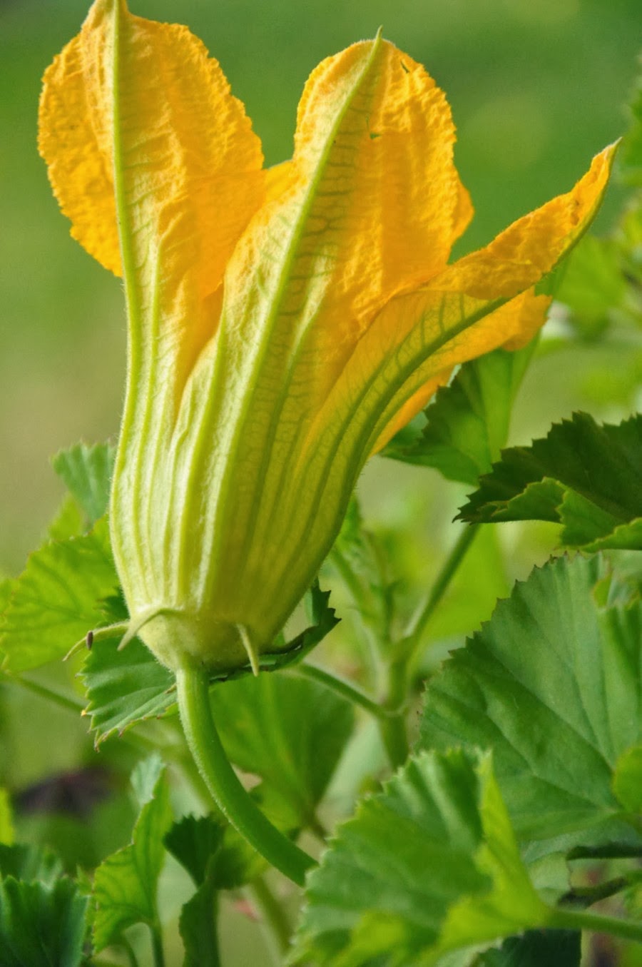 fondos de pantalla de flores más bellas,flor,planta floreciendo,planta,hoja,amarillo